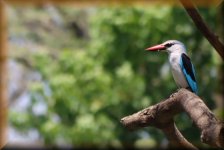 Senegal-ijsvogel