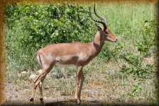 Impala