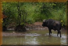 Afrikaanse Buffel, Kafferbuffel