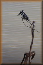 Bonte ijsvogel