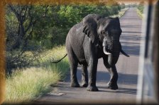 Olifant achter de truck