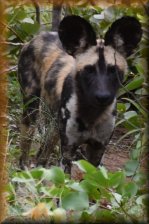 Afrikaanse wilde hond