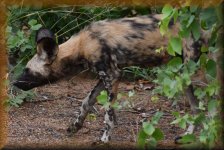 Afrikaanse wilde hond