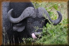 Afrikaanse Buffel