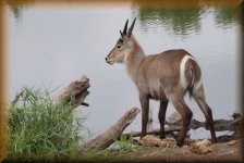 Waterbok