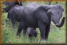 Olifant met jong