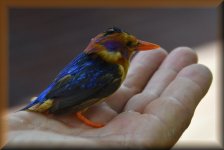Uit het nest gevallen jong ijsvogeltje