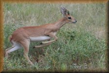 Steenbok