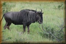 Gnoe of Wildebeest