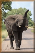 Afrikaanse Olifant