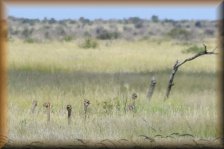 Jonge struisvogels