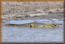 Afrikaanse krokodil