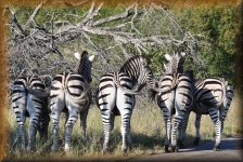 Zebra's