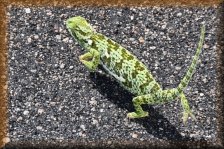 Lappenkameleon