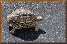 Panterschildpad