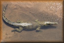 Krokodil