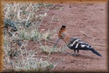 Hoopoe