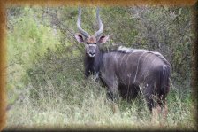 Nyala