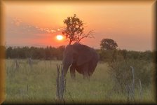 Olifant in de avond-zon