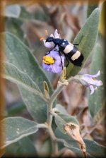 Castiarina-kever