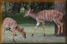 Nyala's