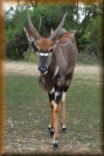 Nyala