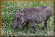 Ezulwini Game Lodge