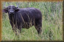 Afrikaanse buffel