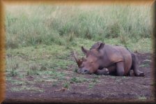 neushoorn