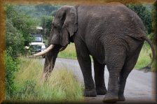 olifant