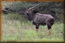 Nyala