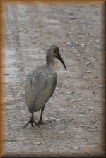 Zwarte Ibis
