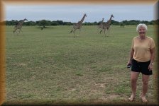 Giraffen