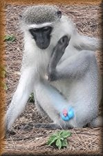 Blauwbalaap