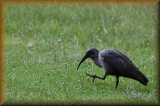 Zwarte ibis