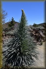 Botanische tuin