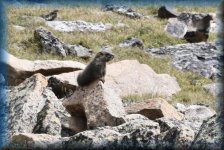 Marmot