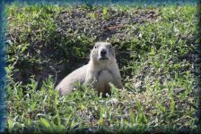 Prairie dog