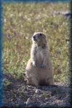 Prairie dog