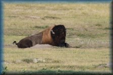 Bison
