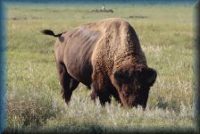 Bison