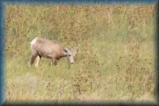 Bighorn Sheep