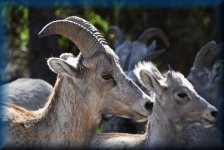 Bighorn Sheep