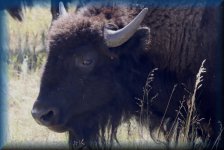 Bison
