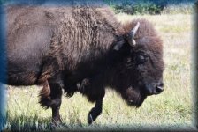 Bison