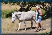Donkey