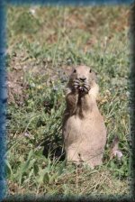 Prairie Dog