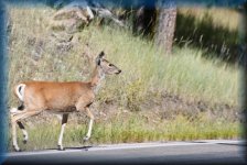 Deer