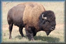 bison