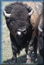 bison